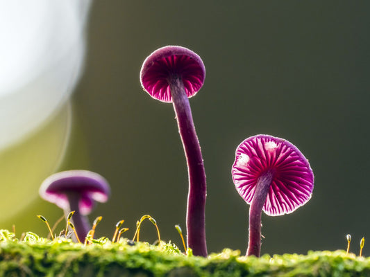 Can Cordyceps help treat cancer? Exploring the Potential Role of Cordyceps in Cancer Support: A Blend of Tradition and Research