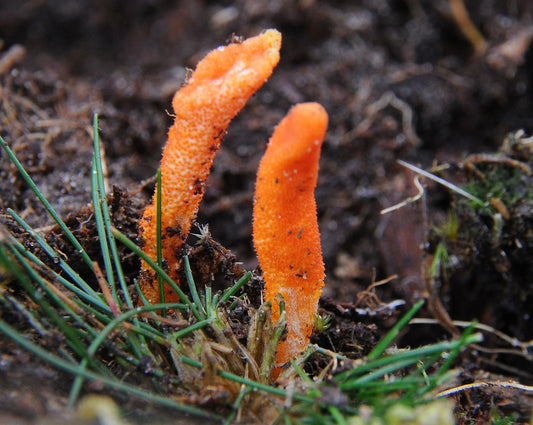 Mindful Mushrooms: Debunking Myths - Are Cordyceps Psychoactive?