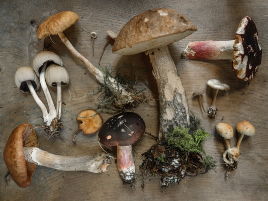What are the Top Functional Mushrooms out there?